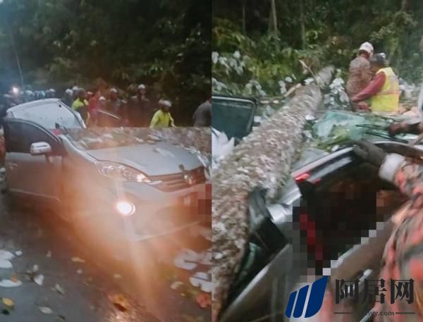 在吉隆坡，一名女子在移动的汽车中被倒下的树压死